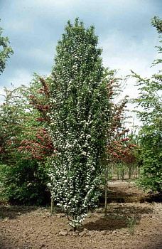 Боярышник  «Стрикта» (Crataegus monogyna Stricta) 