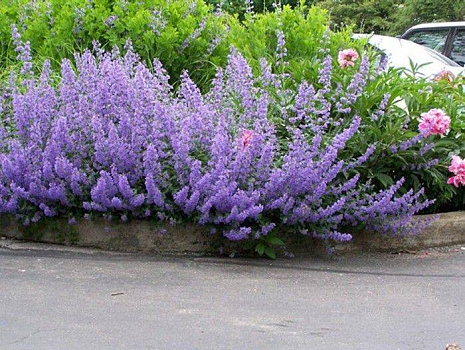 Котовник фассена (Nepeta faassenii) Р9