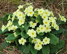 Примула обыкновенная Primula vulgaris