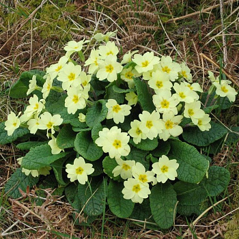 Примула обыкновенная Primula vulgaris