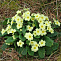 Примула обыкновенная Primula vulgaris
