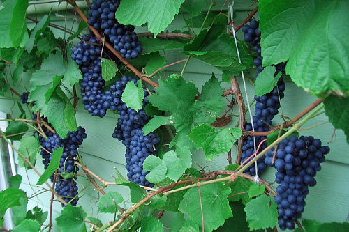 Виноград Амурский черный С1