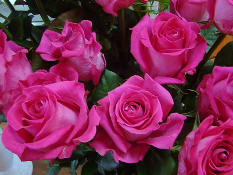 Роза спрей ХИ Хо (Hi Ho )