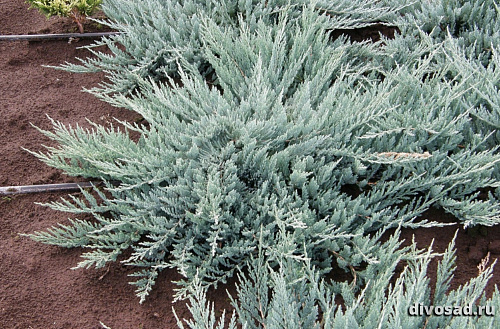 Можжевельник горизонтальный Блю Чип (Juniperus hor. Blue Chip) C3 25-30 см А