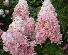 Гортензия метельчатая Пинк Леди (Hydrangea Hydrangea paniculata Pink Lady) 25-30 см