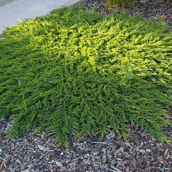 Можжевельник горизонтальный Принц Уэльский (Juniperus horizontalis Prince of Wales) С5  30-40см