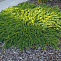 Можжевельник горизонтальный Принц Уэльский (Juniperus horizontalis Prince of Wales) С5  30-40см