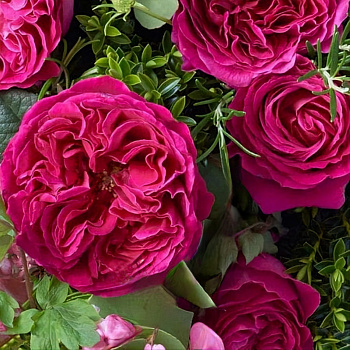 Роза английская Кейт (Kate)