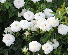 Роза миниатюрная Вайт (Rosa miniature White) С2