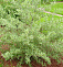 Лох узколистный ( Elaeagnus angustifolia)40-60 В