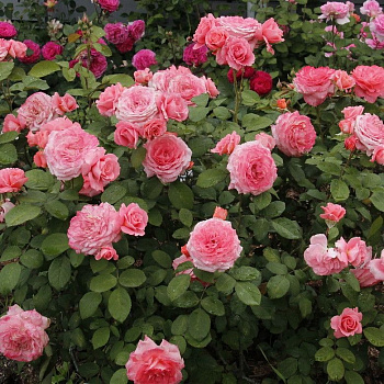 Роза шраб Анститю Люмьер (Institut Lumiere)