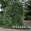 Ель обыкновенная Инверса (Picea abies Inversa) С10 Штамб 120+ У