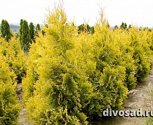 Туя западная Голден Брабант (Thuja occ. Golden Brabant) С3 20-25см П