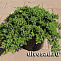 Можжевельник лежачий Нана (Juniperus procumbens Nana) C3 25-30 см А