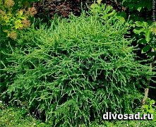 Лиственница Кемпфера Диана (Larix kaempferi Diana) С5 штамб