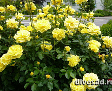 Роза парковая Желтая