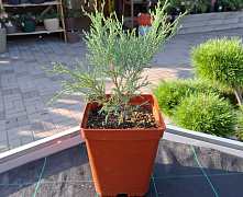Можжевельник казацкий Мас (Juniperus sabina Mas) С2 20-30 см П