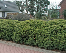Сосна горная Мугус (Pinus mugo Mughus) С4 20-25 см