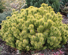 Сосна горная Офир (Pinus mugo Ophir) 40-50 см К