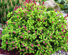 Ель колючая Лаки Страйк (Picea pungens Lucky Strike) С5 30-40 см В