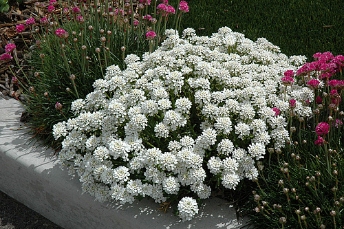 Иберис вечнозелёный Вайсер Цверг (beris sempervirens Weisser Zwerg) р9