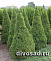 Ель канадская Коника (Picea gl. Conica)180-200 см 