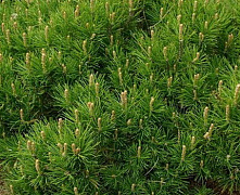 Сосна горная Пумилио (Pinus mugo Pumilio) С7.5 40-50 см В