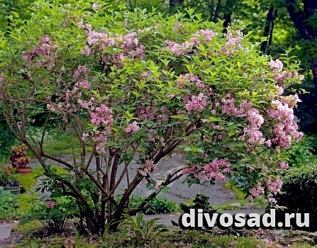 Вейгела цветущая Розеа (Weigela florida Rosea) 60-90 Е