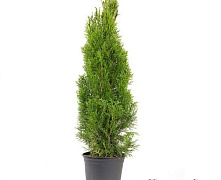 Туя западная Смарагд (Thuja occ. Smaragd) С2 25-30см П