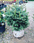 Ель колючая голубая Кейбаб ( Picea pungens glauca Kaibab) 100-120 Экстра