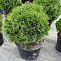 Туя западная Хосери (Thuja occ. Hoseri) С5
