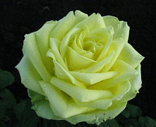 Роза спрей Грин Планет