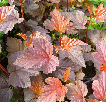 Пузыреплодник калинолистный Андре (Physocarpus opulifolius Andre) Р9 П