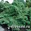Можжевельник средний Пфитцериана Глаука (Juniperus pfit. Pfitzeriana Glauca) P9 10-15 см