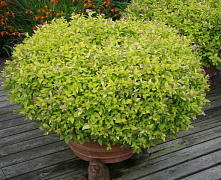 Спирея японская Голден Принцесс (Spiraea japonica Golden Princess) С3