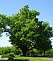 Дуб черешчатый (Quercus robur) 100-120 см А