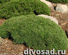 Сосна горная Мугус (Pinus mugo Mughus) 40-60 см