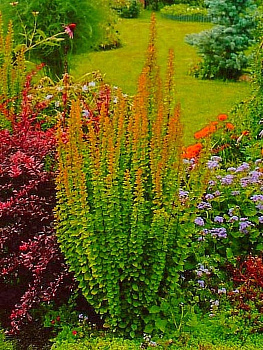 Барбарис тунберга Эректа (Berberis thunbergii Erecta) С5 40-60см