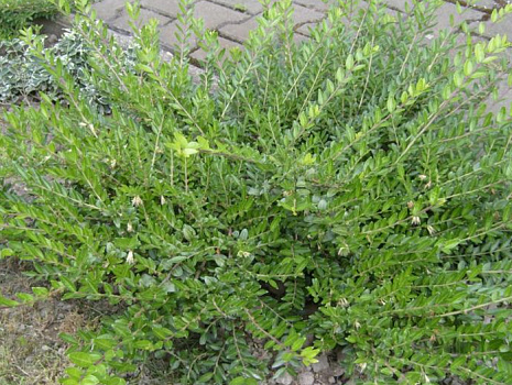 Жимолость блестящая Элегант (Lonicera nitida Elegant) 25-40 см  А