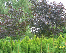 Клен остролистный Роял Ред (Acer platanoides Royal Red) С20