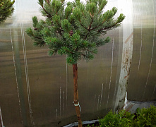 Сосна горная Винтер Голд (Pinus mugo Winter Gold) C5 штамб 100-120см