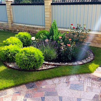 Туя западная Даника (Thuja occ. Danica) С20 30-40см