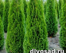 Туя западная Смарагд (Thuja occ. Smaragd) С5 80-100 см