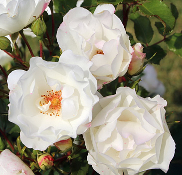 Роза почвопокровная Вейс Имменс (Weisse Immensee)(саженец класса АА+) высший сорт