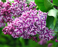 Сирень обыкновенная Сенсация (Syringa vulgaris Sensation) 60-80 см 