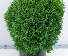 Туя западная Литтл Гиант (Thuja occ. Little Giant) 30-40 см С5