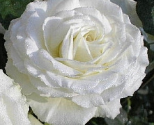 Роза ч\г Эдвин (Edwin) 