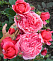 Роза шраб Ладюре (Rosa Laduree)