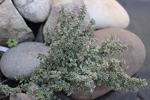 Тимьян лимоннопахнущий Silver Queen. (Thymus cit. 'Silver Queen') Р9 П