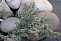 Тимьян лимоннопахнущий Silver Queen. (Thymus cit. 'Silver Queen') Р9 П